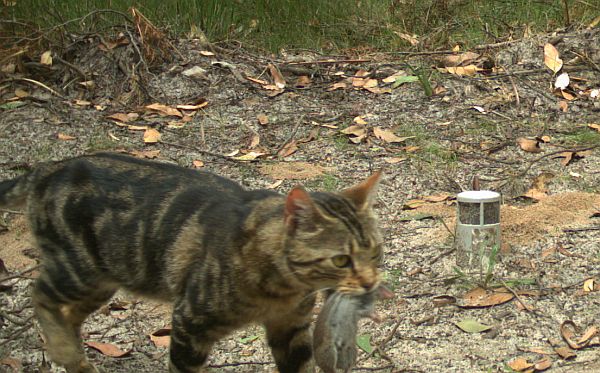 Glenelg Ark feral cat with prey