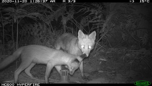 Glenelg Ark foxes
