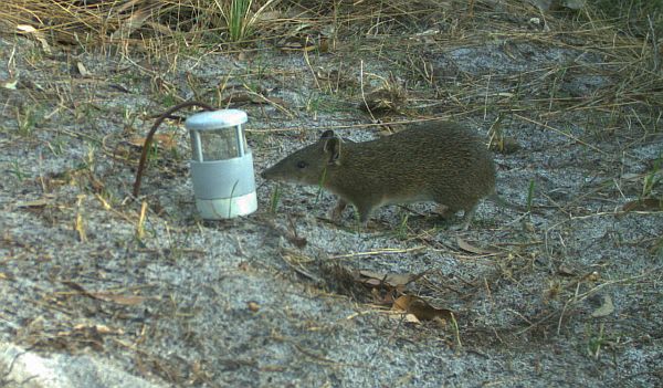 Glenelg Ark Southern Brown Bandicoot