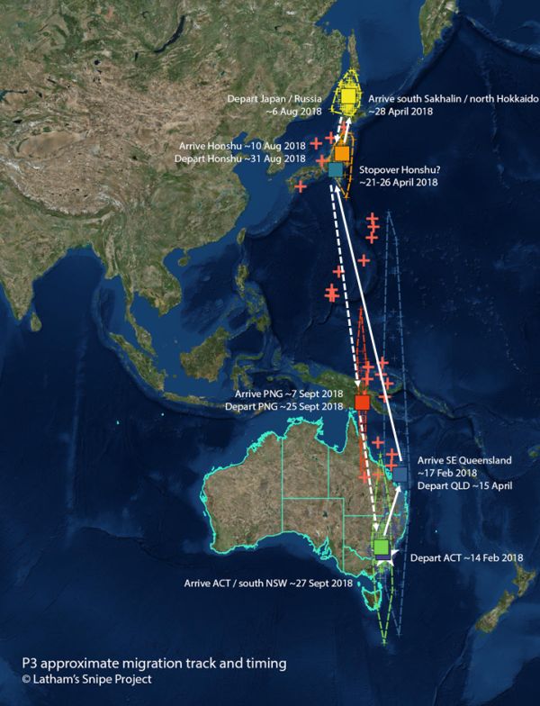 Latham's Snipe migration track 2018 Source: Latham's Snipe Project