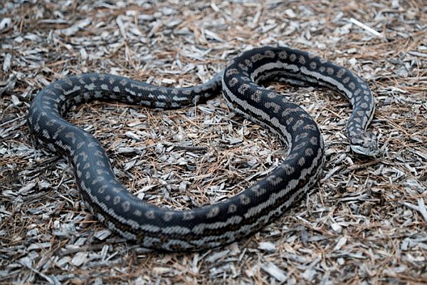 Mallee CMA BRP and BOGA projects