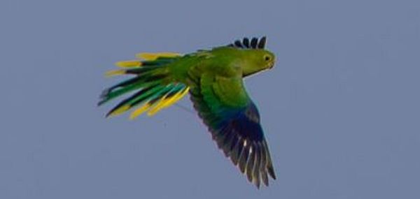 Orange-bellied Parrot Brian Aherne