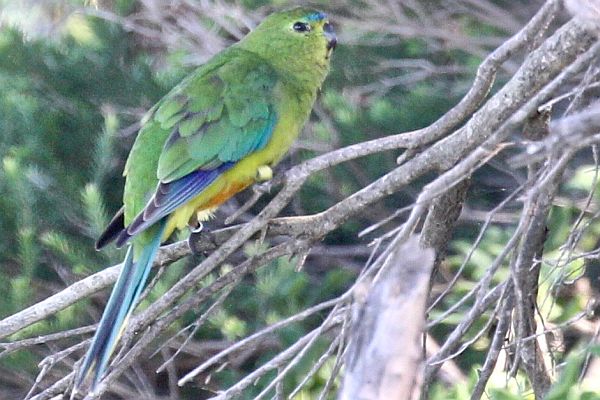 Orange-bellied Parrot BlueDYellow Image: Steve Davidson, Birdlife