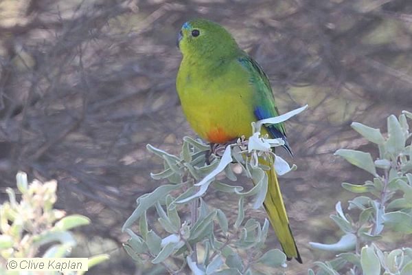 Orange-bellied Parrot Clive Kaplan 2019