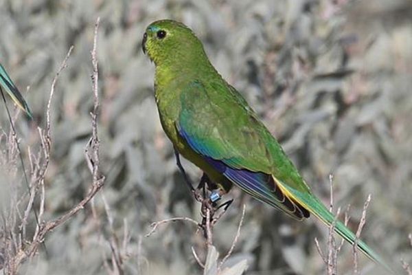 OBP Captive bred migrant to Vic. Image: DELWP