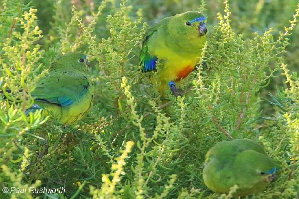 Orange-bellied Parrots feeding Image: Paul Rushworth