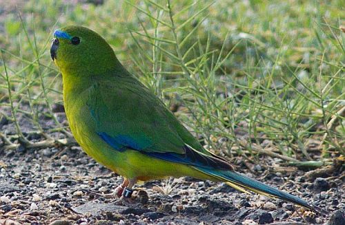 Orange-bellied Parrot at WTP February 2018