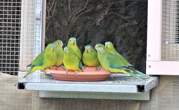 OBP captive bread release Lake Connewarre May 2022