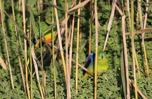 Orange-bellied Parrots released at Werribee Paul Rushworth, Zoos Victoria