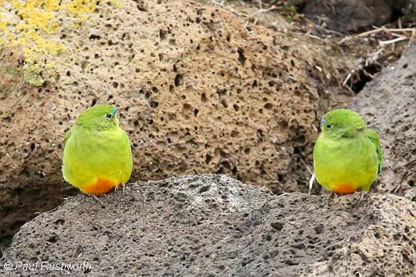 OBP released birds Image: Paul Rushworth