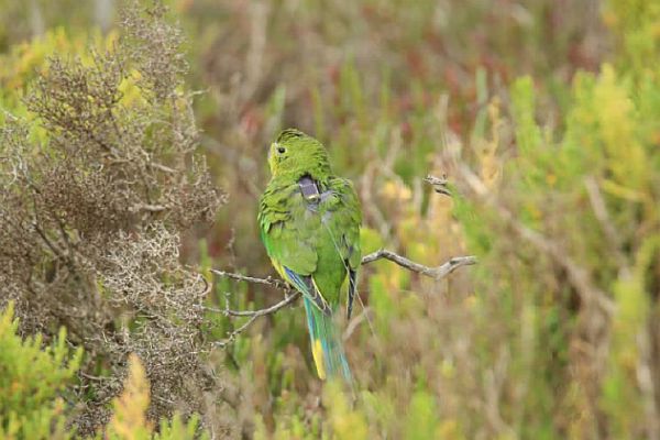 Orange-bellied Parrot with satellite tag Image:Paul Rushworth