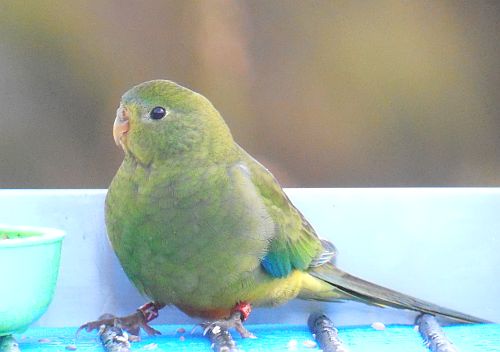 Orange-bellied Parrot at Melaleuca prior to 2017 migration