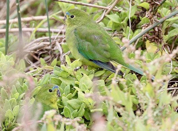 Orange-bellied Parrot after successful migration across Bass Strait Image courtesy: Steve Davidson, Birdlife