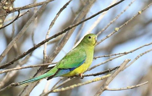 Orange-bellied Parrot update November 2019