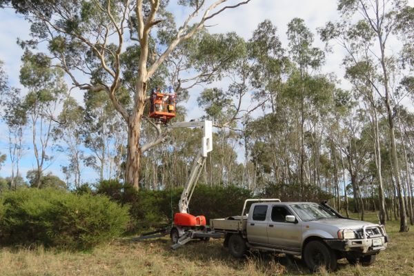 Red-tail Black-Cockatoo nest box installation- Image Birdllfe