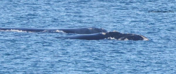 Southern Right Whale pair at Portland Bay 21 May 2025 Image: Allen McCauley
