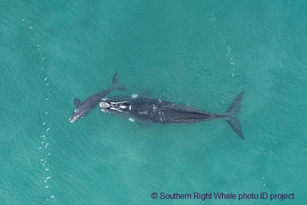 Southern Right Whale monitoring Aug. 2022. Source: SRW monitoring project