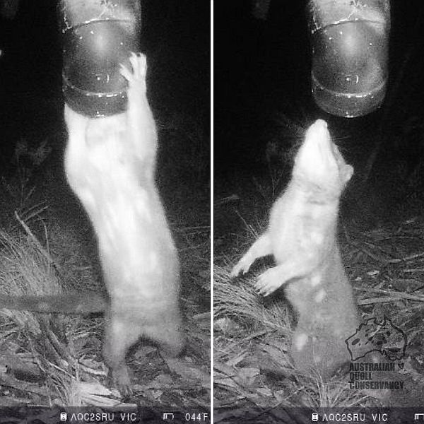 Australian Quoll Conservancy Inc.