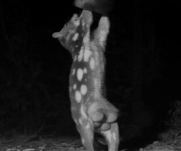 Australian Quoll Conservancy Inc.