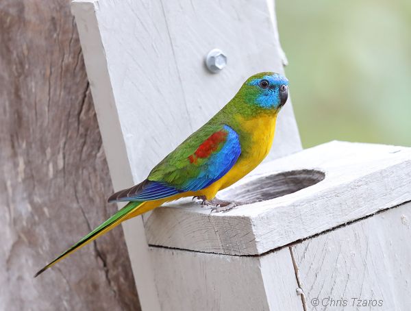 Turquoise Parrot. Image: Chris Tazros