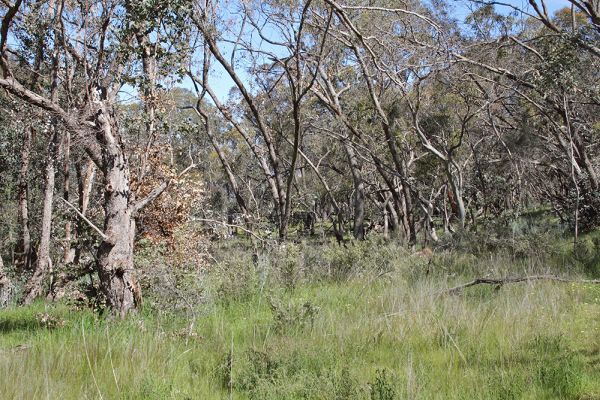 Turquoise Parrot habitat North East Victoria: Source GBCMA