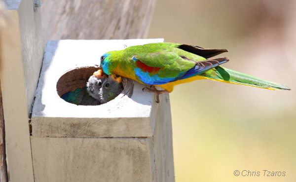 Turquoise Parrot feeding chicks. Image: Chris Tazros