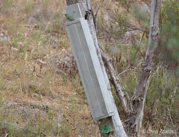 Turquoise Parrot nest box. Part of the ‘Practical Parrot Action’ project. Goulburn Broken Catchment Management Authority