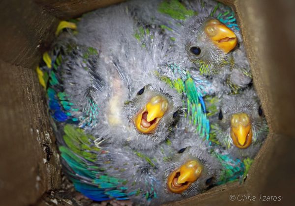 Turquoise Parrot chicks in artificial nest box. Image Chris Tazros