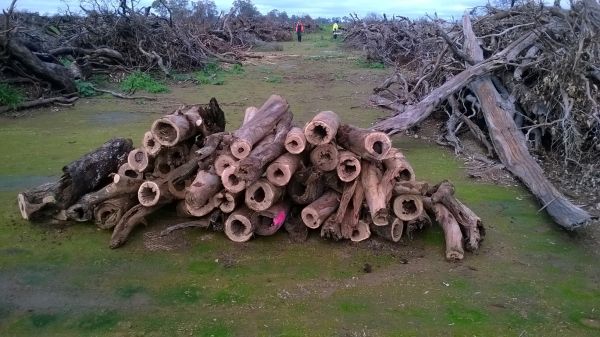 Turquoise Parrot project hollow logs salvaged from bushfire ‘clean up’ area. Source: GBCMA