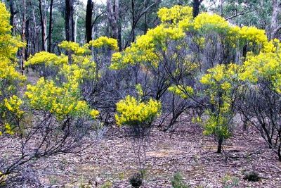 whirrakee wattle project