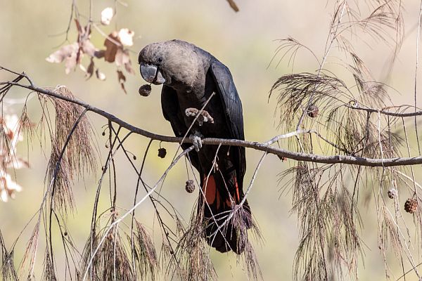 Glossy Black female © Shutterstock. Credit: Jayden Gunn