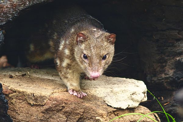 Spot-tailed Quoll. Image: © Shutterstock. Credit: Andreas Ruhz