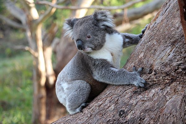 Released Koala © State of Victoria, DELWP 