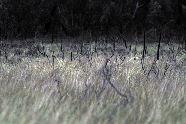 . Eastern Ground Parrot flight Credit: Greg McCarthy