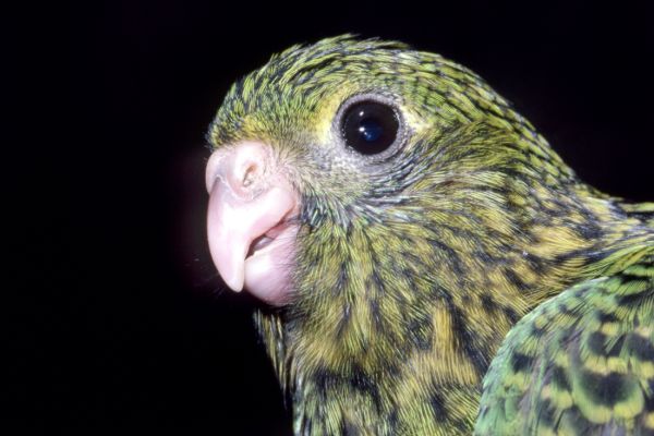 Eastern Ground Parrot Head © Shutterstock. Credit: Ken Griffiths