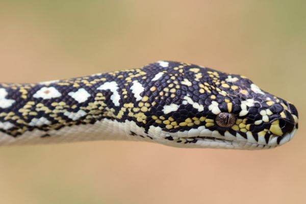 Diamond Python © Shutterstock. Credit: Ken Griffiths