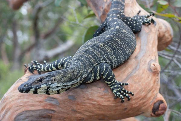 Lace Monitor © Shutterstock. Credit: Ken Griffiths