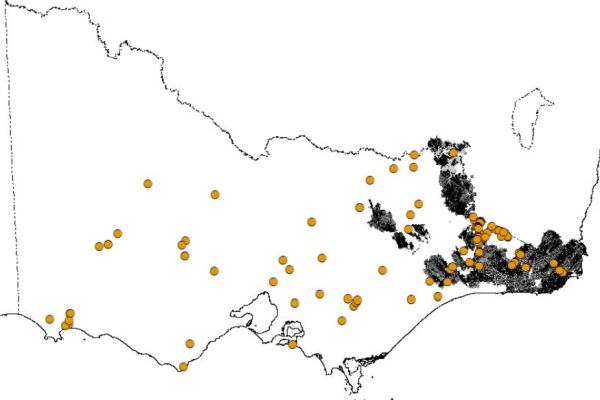 Spot-tailed Quoll distribution 2000 to pre fire Source:DELWP