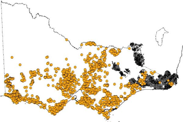 Released Koala © State of Victoria, DELWP