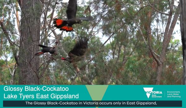link to video of Glossy Black-Cockatoo on DELWP facebook
