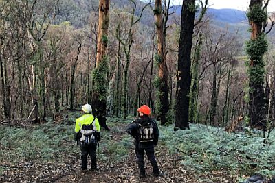 Bushfire biodiversity community monitoring