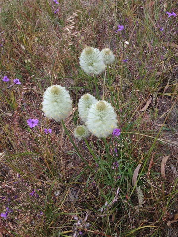 linear reserves project plants