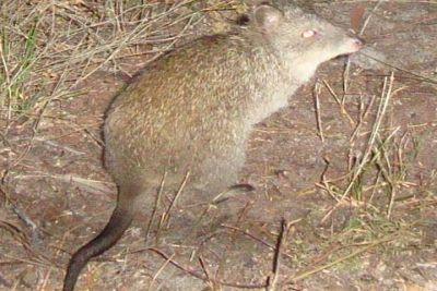 long-nosed potoroo Source:Glenelg Ark