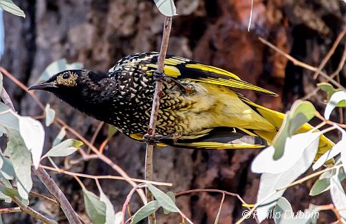 10 Oct 2017 wild un-banded male regent honeyeater Philip Dubbin