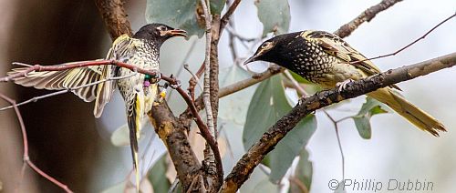 15 August 2017 Phillip Dubbin pair of regent honeyeaters