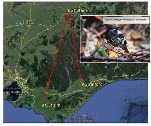 Regent Honeyeater January 2018 map showing movement