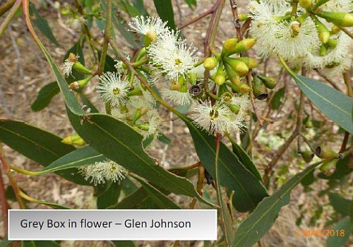 grey box in flower - Regent Honeyeater project