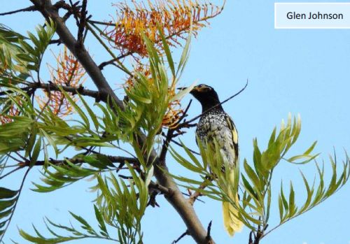 Regent Honeyeater in Silky Oak December 2017