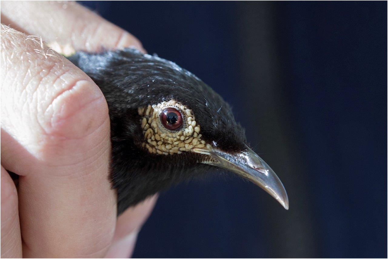 regent honeyeater head