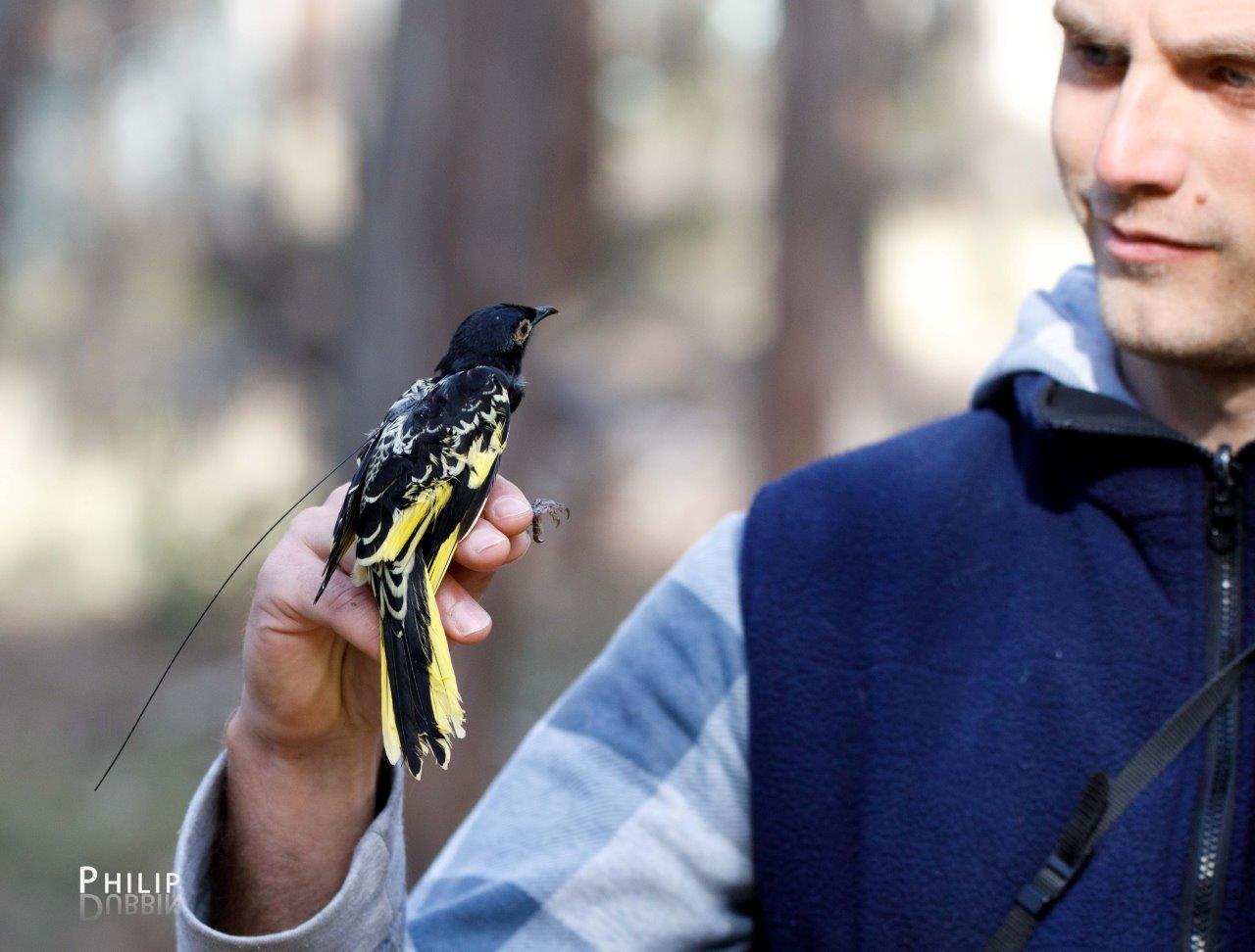 wild regent honeyeater with new band 